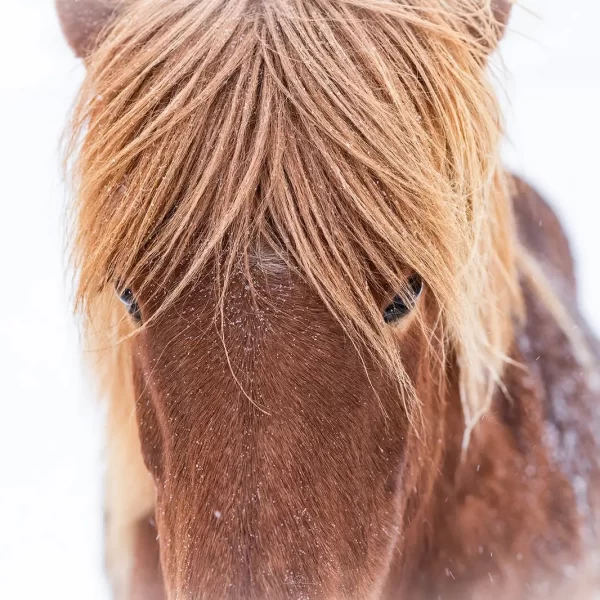 Iceland Experience Photography Expedition Tales and Trails 19